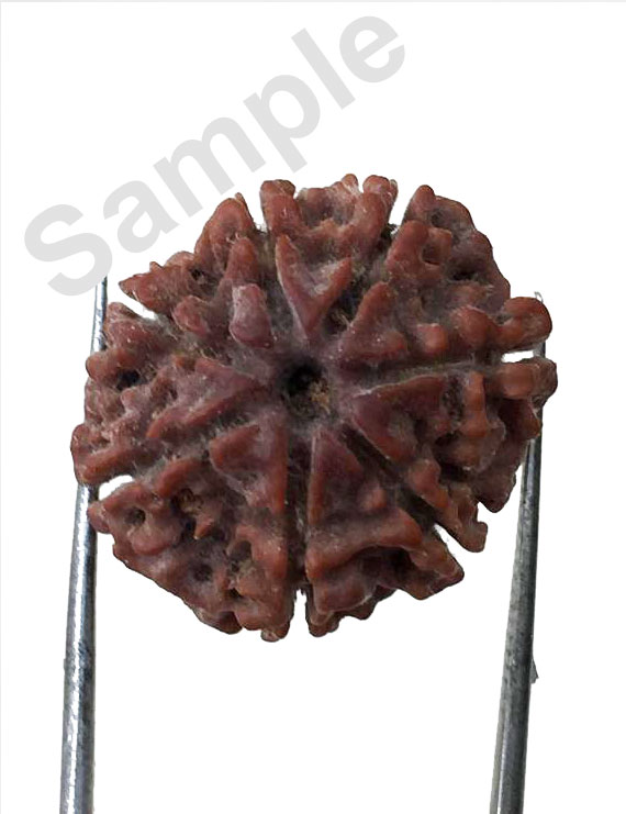 7 Mukhi Certified Nepali Rudraksha Size- 15 to 17 mm